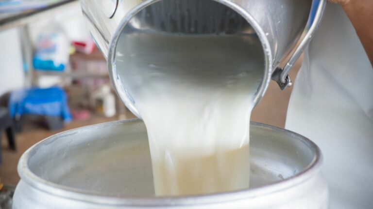 Pourquoi le lait est pasteurisé ? Pourquoi le lait est pasteurisé ?