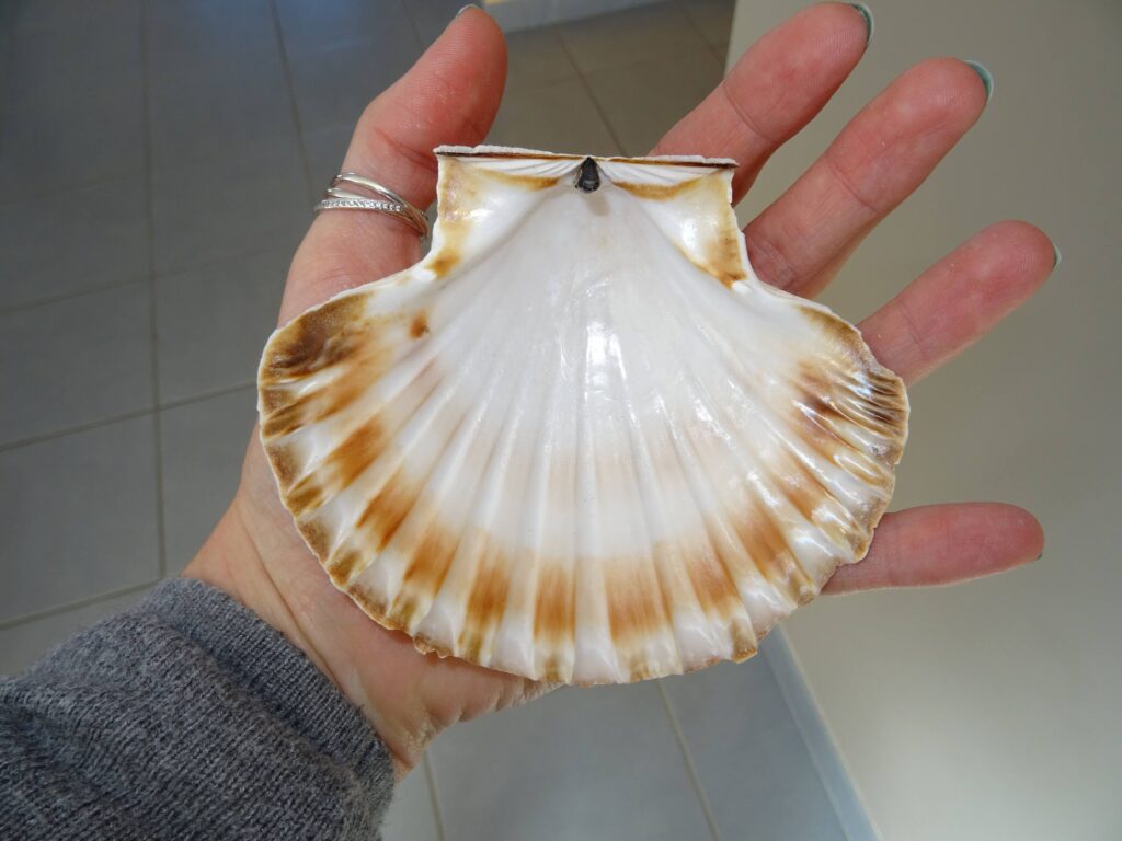 Pourquoi le nom de coquille Stjacques