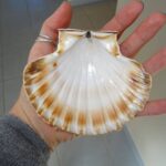 Pourquoi le nom de coquille St-jacques ?