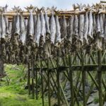 Pourquoi le nom morue ?