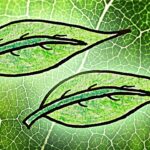 Pourquoi les butternut sont vertes ?