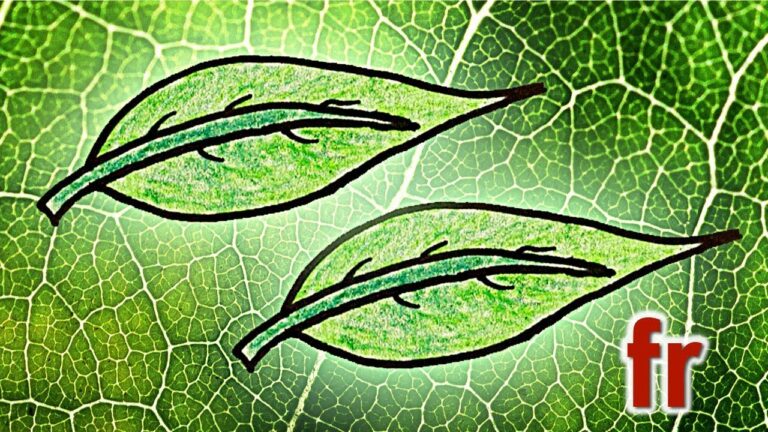 Pourquoi les butternut sont vertes ? Pourquoi les butternut sont vertes ?