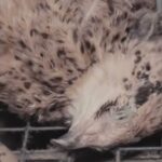 Pourquoi les cailles meurent ?