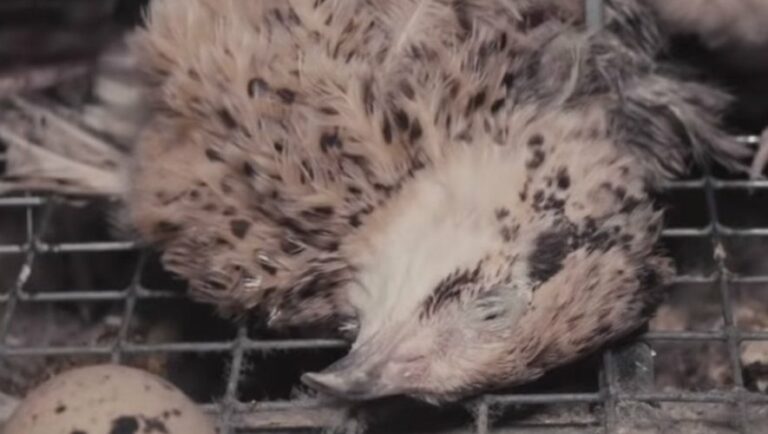 Pourquoi les cailles meurent ? Pourquoi les cailles meurent ?