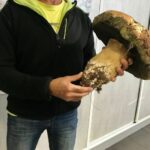 Pourquoi les cèpes sont gluants ?