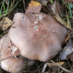 Pourquoi les champignons deviennent noirs ?