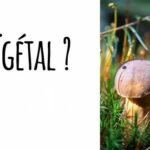 Pourquoi les champignons ne sont pas des animaux ?