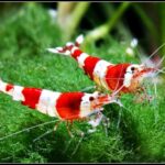 Pourquoi les crevettes sont si cher ?