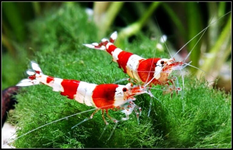 Pourquoi les crevettes sont si cher ?