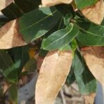 Pourquoi les endives deviennent rose ?