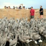 Pourquoi les feuilles de ma rose du désert jaunissent ?