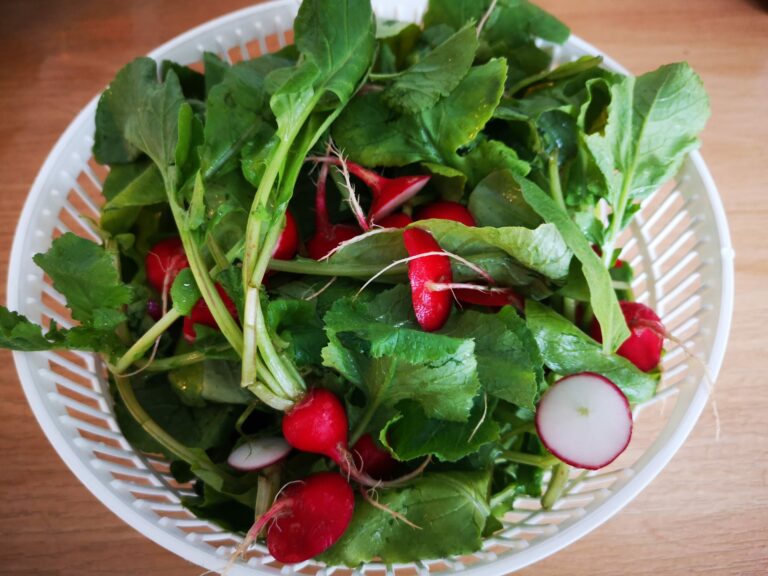 Pourquoi les feuilles de radis sont mangées ? Pourquoi les feuilles de radis sont mangées ?