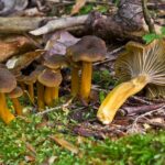 Pourquoi les girolles sont amer ?