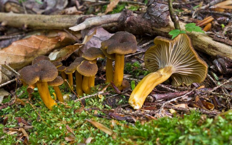 Pourquoi les girolles sont amer ? Pourquoi les girolles sont amer ?