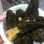 Pourquoi les morilles sont toxiques ?