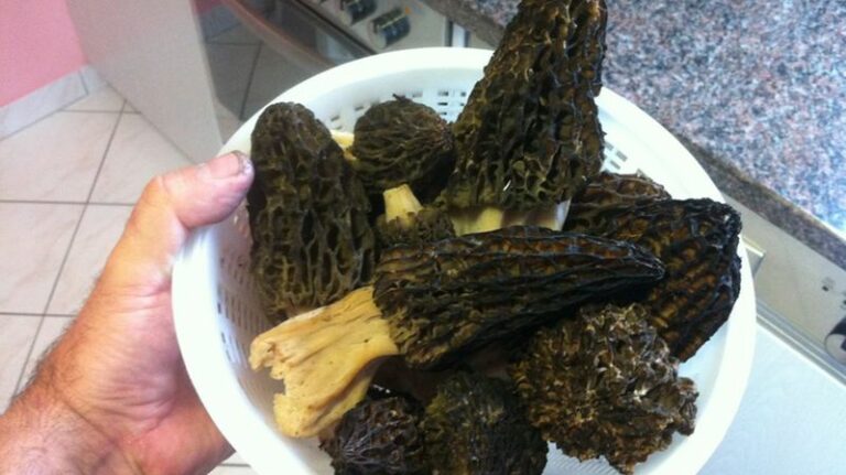 Pourquoi les morilles sont toxiques ?