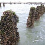 Pourquoi les moules de bouchot sont meilleures ?