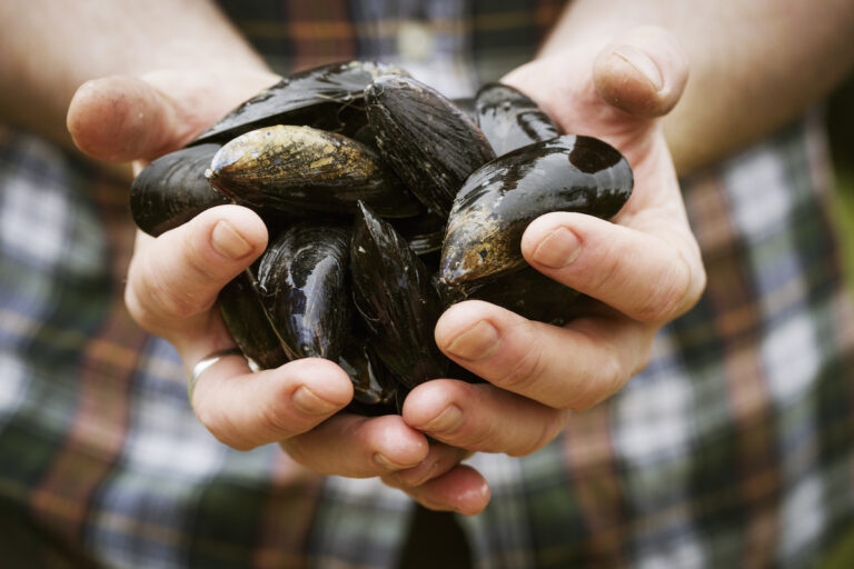 Pourquoi les moules se vendent au litre ? Pourquoi les moules se vendent au litre ?