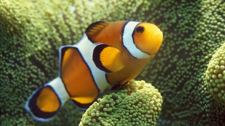 Pourquoi les poissons Ont-ils deux noms ?