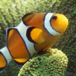 Pourquoi les poissons ont deux noms ?