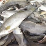 Pourquoi les poissons ont une forte odeur ?