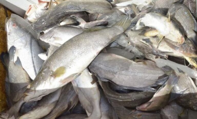 Pourquoi les poissons ont une forte odeur ?