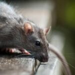 Pourquoi les rats font du bruit ?