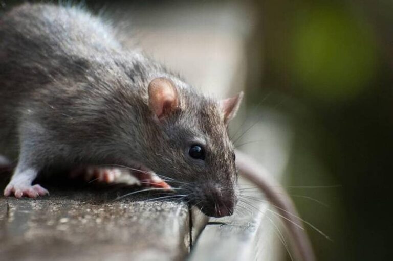 Pourquoi les rats font du bruit ?