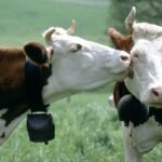 Pourquoi les vaches veulent nous lécher ?