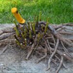 Pourquoi ma mozzarella ne fond pas ?