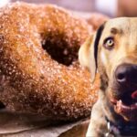 Pourquoi manger des beignets ?