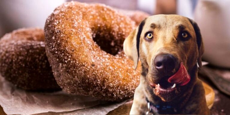 Pourquoi manger des beignets ? Pourquoi manger des beignets ?