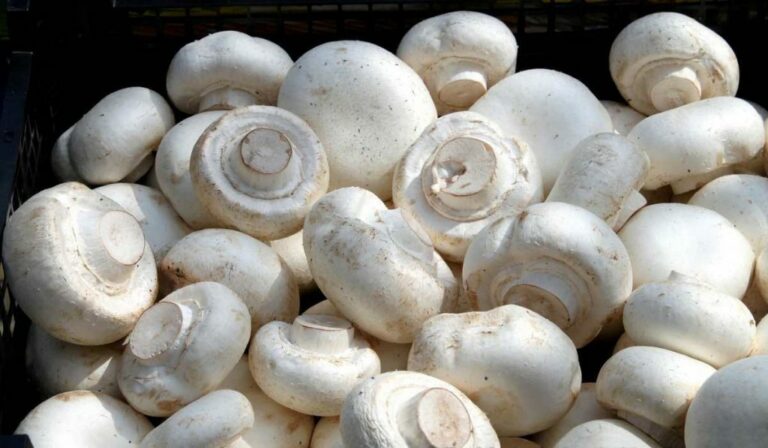 Pourquoi manger des champignons ?