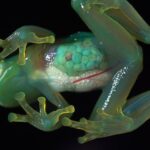 Pourquoi manger la grenouille ?