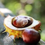 Pourquoi marron non comestible ?