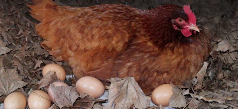 Pourquoi mes cailles ne pondent pas d'œufs ?