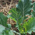 Pourquoi mes feuilles de choux sont mangées ?