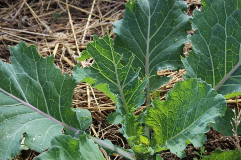 Pourquoi mes feuilles de choux sont mangées ?