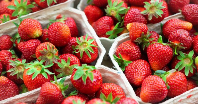 Pourquoi mes fraises n’ont pas de goût ? Pourquoi mes fraises n'ont pas de goût ?