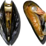 Pourquoi mettre de la farine dans l'eau des moules ?