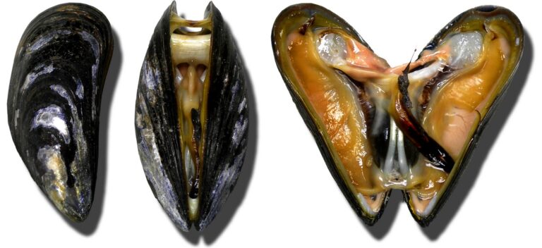 Pourquoi mettre de la farine dans l'eau des moules ?