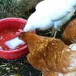 Pourquoi mettre du vinaigre dans l'eau des poules ?