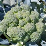 Pourquoi mon brocoli monte en fleur ?