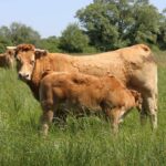 Pourquoi mon jarret de bœuf est dur ?