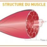 Pourquoi mon steak est dur ?