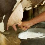 Pourquoi ne pas boire du lait le soir ?