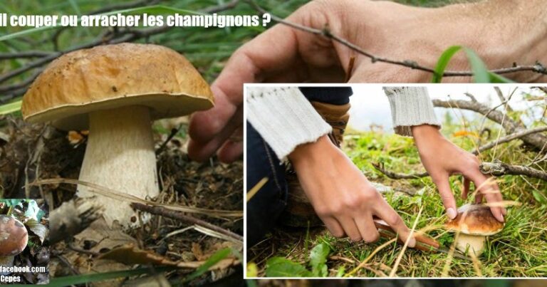 Pourquoi ne pas couper les champignons ? Pourquoi ne pas couper les champignons ?