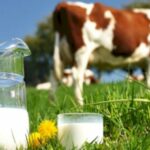 Pourquoi ne pas donner du lait de vache au bébé ?
