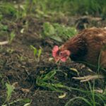 Pourquoi ne pas donner du pain aux poules ?