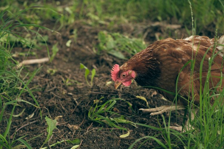 Pourquoi ne pas donner du pain aux poules ?